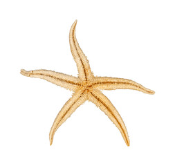 starfish isolated for design element