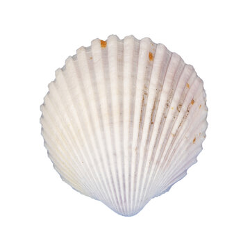 white sea shell isolated element