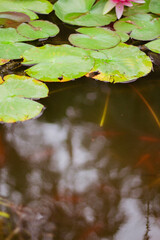 N&eacute;nuphar et poissons.