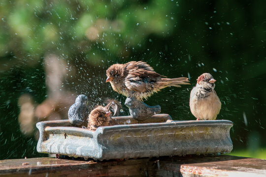 a group of house sparrows in a birdbath at a hot and sunny autumn day