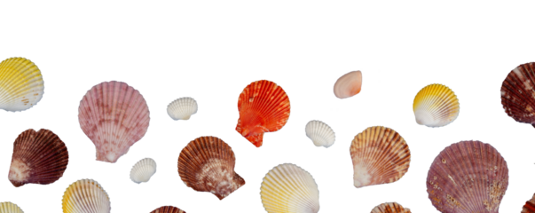 shells flat lay border isolated