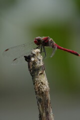 枝にとまる赤トンボ