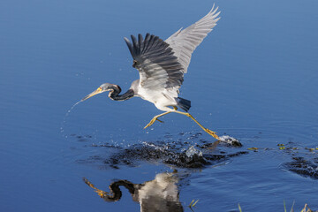Heron running across the water catching fish