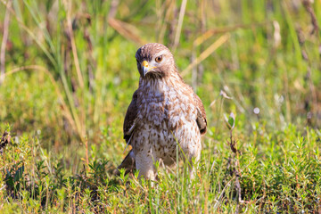 Red Shouldered Hawk in a field of grass