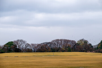 Step into a world of serene beauty as you witness the enchanting winter landscape at Shin-maru Hiroba, a wide grass field nestled within Kanazawa Castle Park