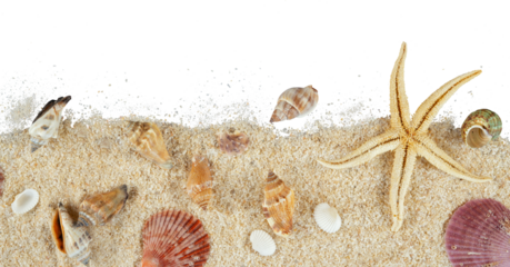 shells on sand border isolated