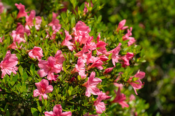 初夏の日差しを受けるピンクのツツジ