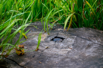Tree stump and Blurred Background of Grass-Encircled Trees with Space for Text