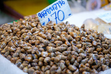 Spotted Babylon Treasures: Fresh Sea Snails for Sale at Thailand Seafood Market with Price Sign 70 baht per kilogram