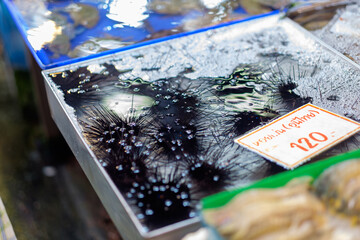 Exquisite Uni Delights: Live Thai Sea Urchins in Water Tray at Seafood Market, ready for sale 120 baht per kilogram