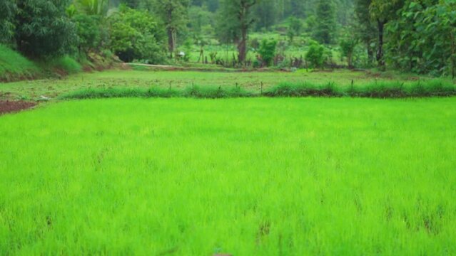 Closeup shot of fresh green crops growing on a farm during the monsoon season at Saputara in Gujarat, India. Crops growing in the fields during the monsoon season. Green crops in the middle of forest.