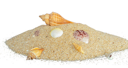 shells on heap sand isolated