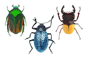 Colorful bugs. Entomologic set of three beetles. Vector isolated illustration.