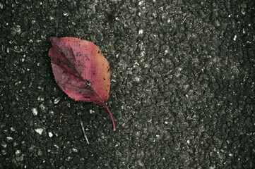 アスファルトに落ちた落ち葉