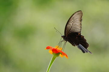 花の蜜を吸うクロアゲハ