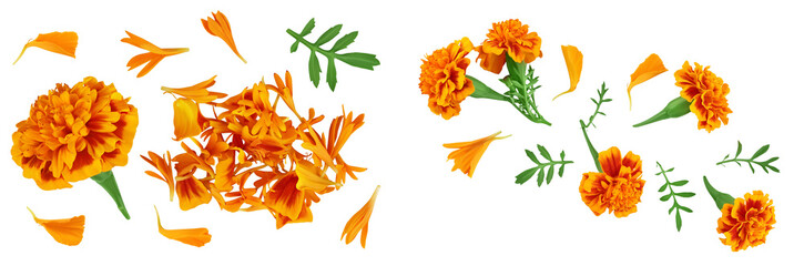 fresh marigold or tagetes erecta flower isolated on white background with full depth of field. Top...