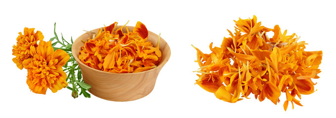 fresh marigold or tagetes erecta flower isolated on white background with full depth of field.