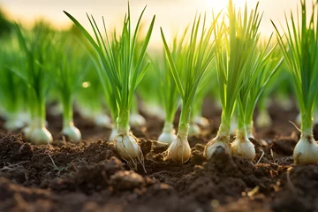 Foto op Aluminium cultivated Green Onion (Scallion) vegetable field, earth day concept © NatureRealm