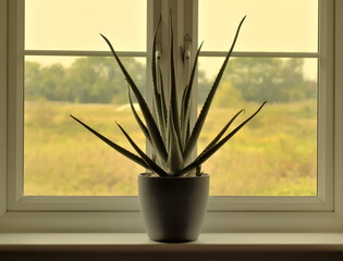 Calming silhouette of a potted aloe vera plant on a window sill against the backdrop of a field