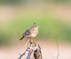 Birds of india