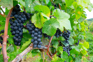 Weintrauben Reben Rot