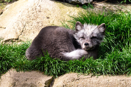 an arctic fox lies in the grass