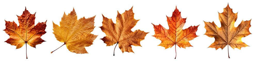 Set of Autumn leaf transparent isolated on white background cutout. PNG file ,artwork graphic design ,Generative AI