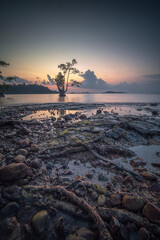 Mangrove tree on the beach at sunset, Bintan Island. Indonesia.