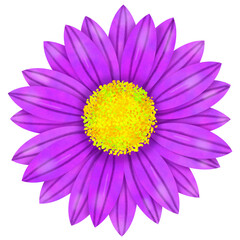 daisy isolated on white