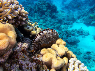 Tridacna in a coral reef in the Red Sea