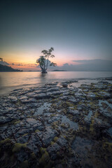Mangrove tree on the beach at sunset, Bintan Island. Indonesia. - 645386594