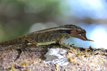 lizard on a rock