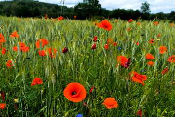 Natural field of cereals, grasses, poppies and cornflowers