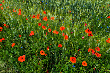 Natural field of cereals, grasses, poppies and cornflowers