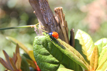 ladybird on a leaf