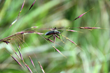 spider on a leaf