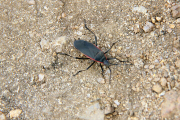 bug on the ground
