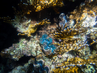 Tridacna in a coral reef in the Red Sea