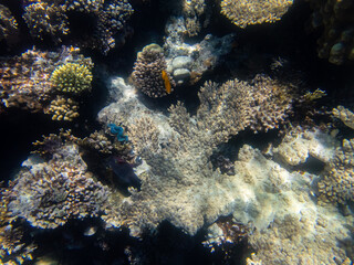 Naklejka na ściany i meble Tridacna in a coral reef in the Red Sea