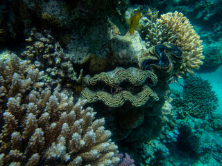 Tridacna in a coral reef in the Red Sea