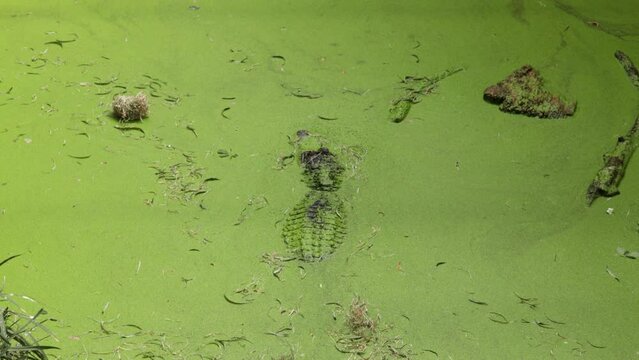 crocodile dans une marre recouverte d'algues verte