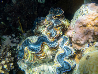 Tridacna in a coral reef in the Red Sea