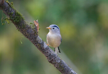 Birds of india