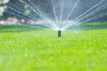 Irrigation system in home garden. Automatic watering lush green lawn. Selective focus - obrazy, fototapety, plakaty