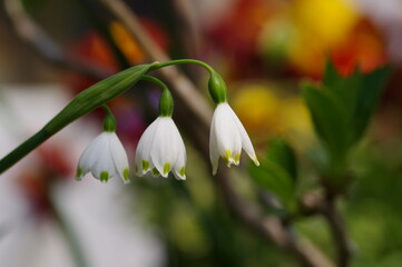 白いスノーフレーク