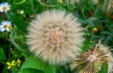Opened seeds of faded inflorescences of a plant called Kozibród łąkowy occurring in meadows and wastelands in the city of Białystok in Podlasie, Poland.