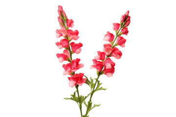 Snapdragon Blossom Isolated on Transparent Background. Generative Ai.