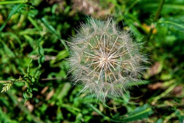 Opened seeds of faded inflorescences of a plant called Kozibród łąkowy occurring in meadows and wastelands in the city of Białystok in Podlasie, Poland.