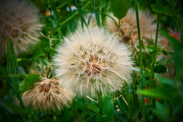 Opened seeds of faded inflorescences of a plant called Kozibród łąkowy occurring in meadows and wastelands in the city of Białystok in Podlasie, Poland.