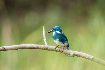 A little blue kingfisher chick is learning and perched by surveying its surroundings to hunt and find prey to eat